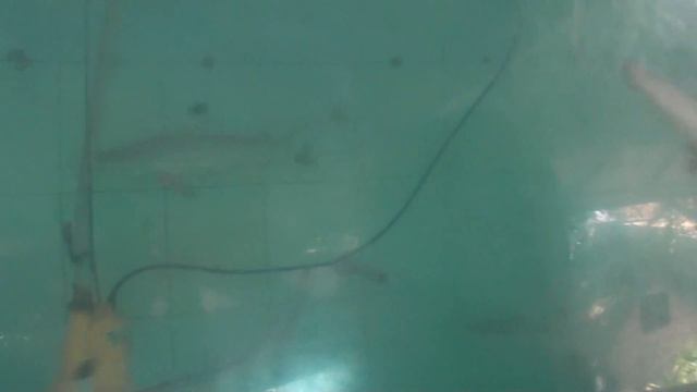 акулы жрут бошки рыб в акварицуме (Sharks eating fish heads in aquarium) смотреть онлайн