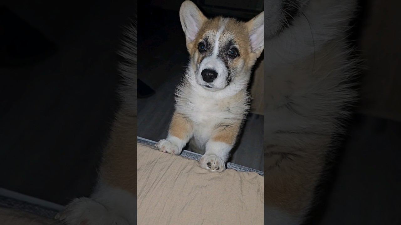 ▷Утро начинается с Корги◁ смотреть онлайн