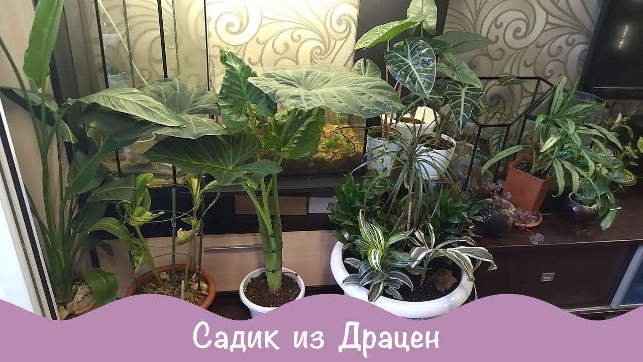 Драцены. Пересадка. Объединение. Групповая посадка. смотреть онлайн