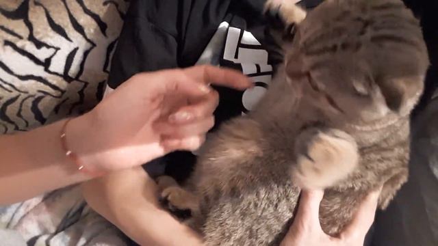 Очень "злая" кошка))) странные кошачьи звуки))) смотреть онлайн