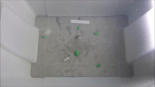 Игра блесны "Клополистик" смотреть онлайн