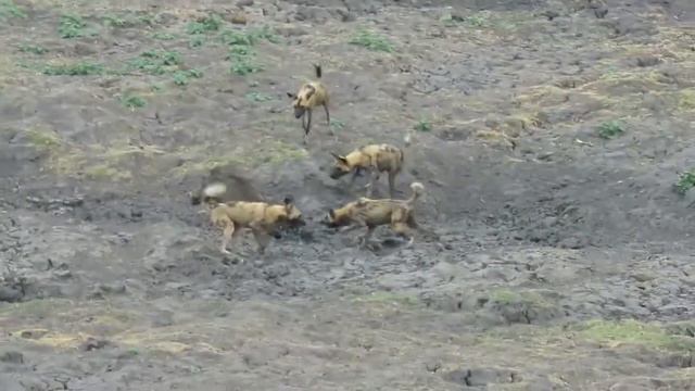 Дикие собаки против Warthog смотреть онлайн