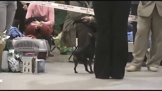 DogStatus.ru: Дельта-Пал. Цвергпинчеры. Бэби, щенки смотреть онлайн