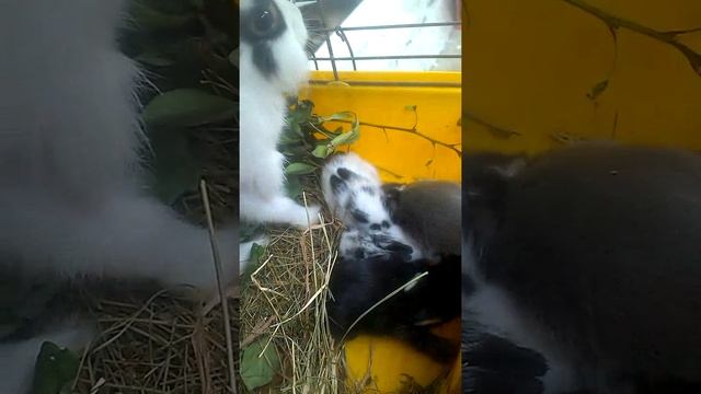 Львиноголовый тедди смотреть онлайн