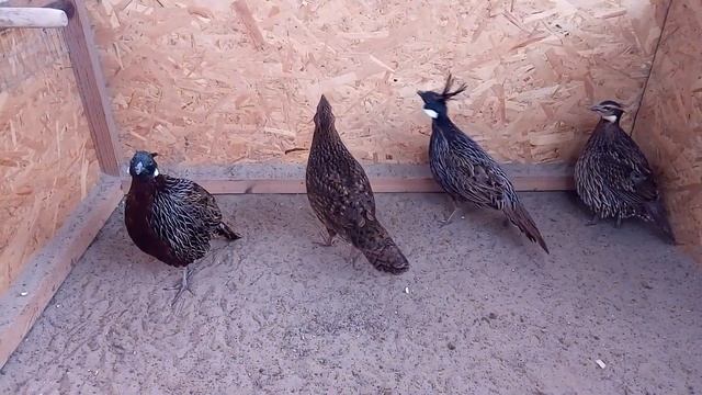 КОКЛАС, КЛИНОХВОСТЫЕ ФАЗАНЫ, PUCRASIA MACROLOPHA смотреть онлайн