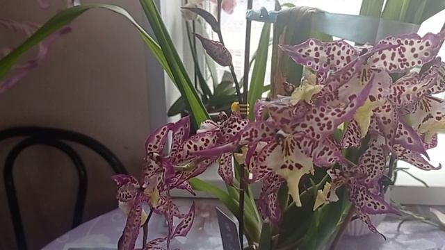 Орхидея-Камбрия/Цветение на ТРИ цветоноса/Уход/Полив смотреть онлайн