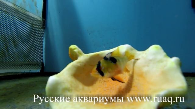 Апистограмма рамирези, разведение. Немного гурманских кадров смотреть онлайн