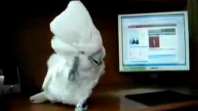 Попугай металлист смотреть онлайн