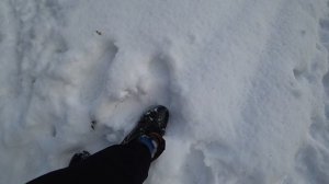 Прогулка по лесу снято на лучшую экшн камеру сони х3000