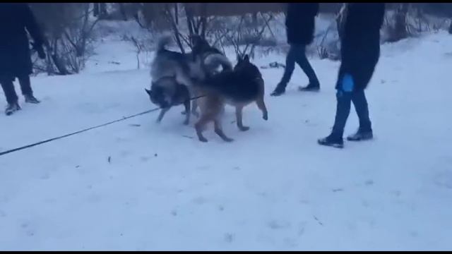 Веселая собачья вечеринка. Игры собак. Прогулка. #собаки,#хаски,#смешныесобаки. смотреть онлайн