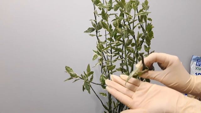 Педилантус// Пересадка и обрезка смотреть онлайн