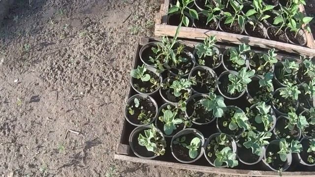 Чем отличается дорогой торфяной субстрат от дешового. смотреть онлайн