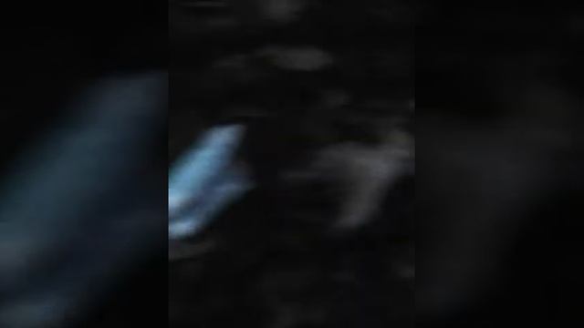 Взрослый птенец синицы смотреть онлайн