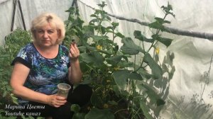 Огурцы - подкормка по листу. Марганцовка или зола .