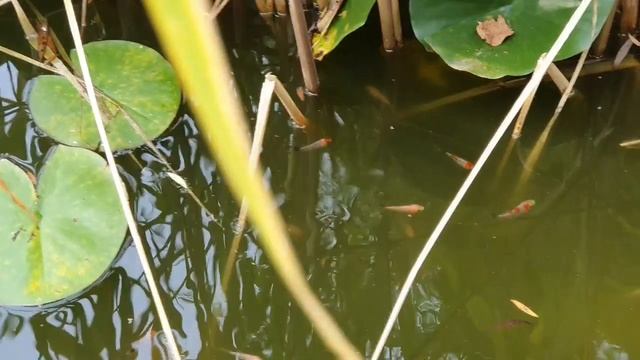 Пруд на даче своими руками. Оборудование и техническое устройство пруда. Карпы кои.