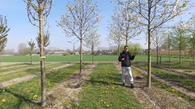 Prunus avium 'Plena' - Van den Berk on Trees смотреть онлайн