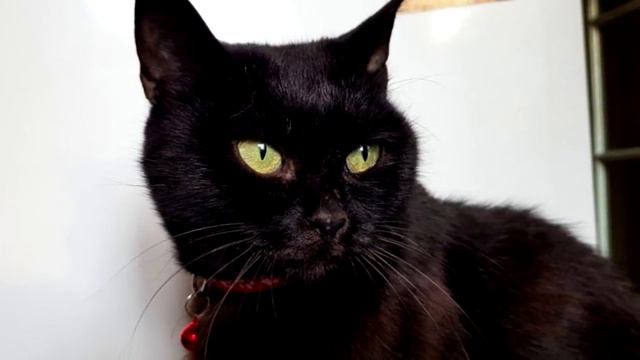 Черная кошечка поджимала лапки, блуждая между гаражами, заглядывая в глаза людей