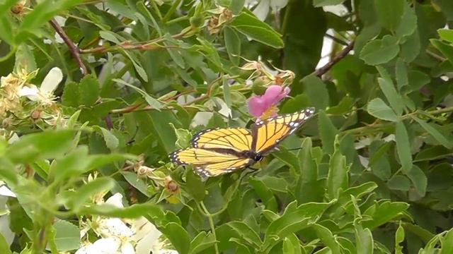 Viceroy on Clematis near boat launch at Trout Creek Campground смотреть онлайн