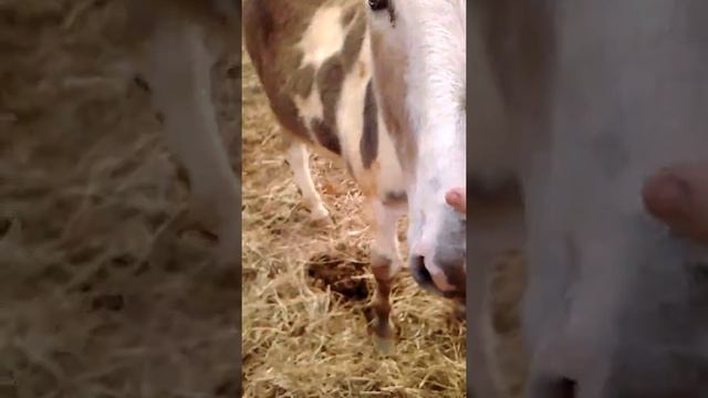 Cow whisper смотреть онлайн