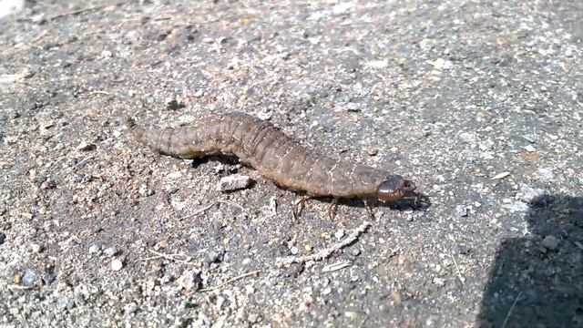 Larwa kałużnicy czarnozielonej (Hydrophilus piceus) смотреть онлайн