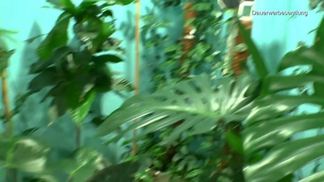 Philodendron durch Stecklinge vermehren Teil 2 Anthurium crystallinum einpflanzen und Dschungeltour смотреть онлайн