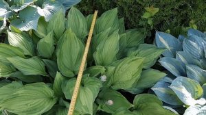 Хоста Альбопикта. Незнакомка обретает свое Имя)