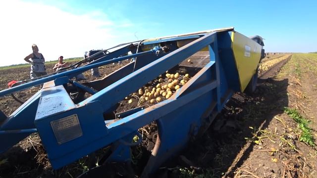 МТЗ-80 Начали и закончили копать поздний ЛУК! смотреть онлайн