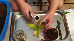 Бамбук Счастья. Драцена Сандера. Результаты укоренения в воде.