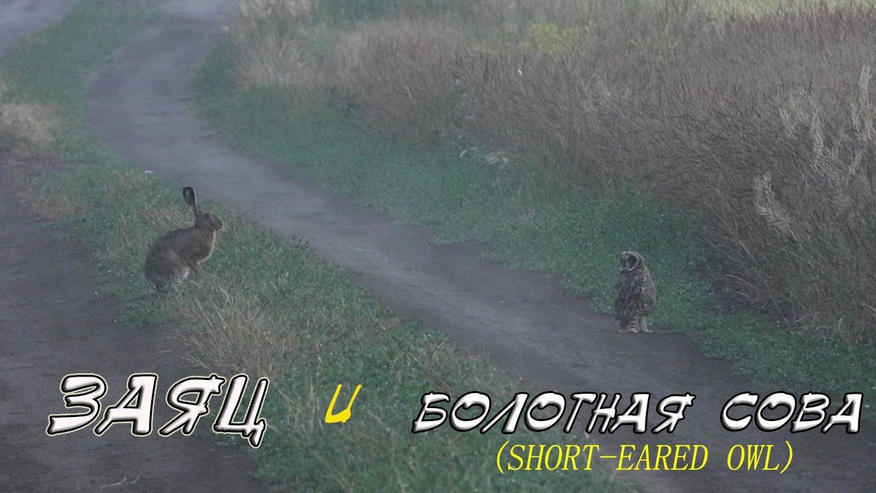 Заяц наедине со страхом и Болотная сова / Hare Alone with its Fear and Short-eared owl смотреть онлайн
