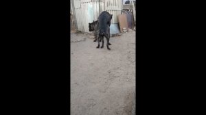 вязка итальянский кане - корсо