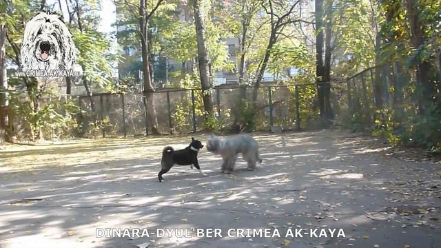 Южнорусской овчарке Динаре 2 года. Видео - октябрь, 2019 смотреть онлайн