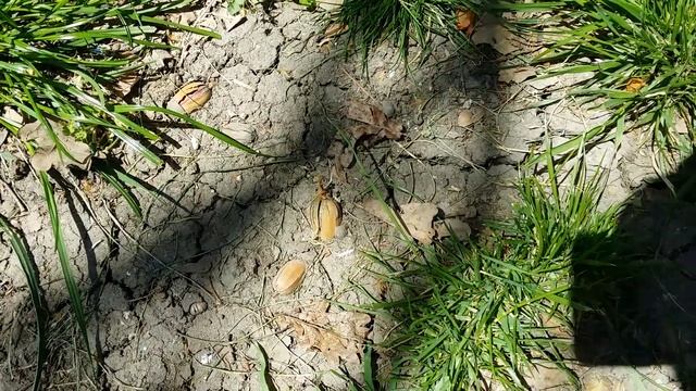 Желуди под Дубом,апрель месяц??АР Крым г.Севастополь.