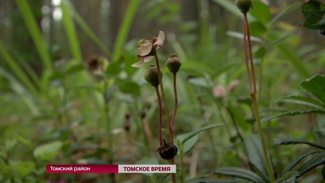 Томская область может остаться без кедрового ореха смотреть онлайн