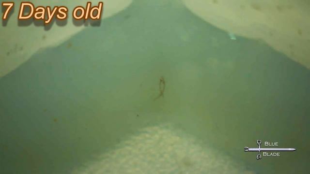 Breeding and raising Clownfish - Amphiprion ocellaris смотреть онлайн