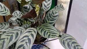 Calathea ctenanthe Burle Marxii - Las plantas de Teresa