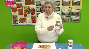 Советы тети Тани. Готовим семена лука бамбергера и гладиолусов.