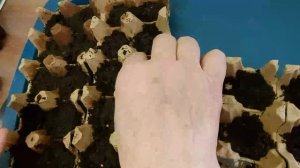 Посадка семян в лотки из-под яиц, БЕСПЛАТНАЯ тара для рассады