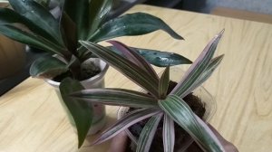 Формирую традесканцию Застенчивая невеста?Размножение❤Укоренение?Обзор всех традесканций?Рео?Зебрин