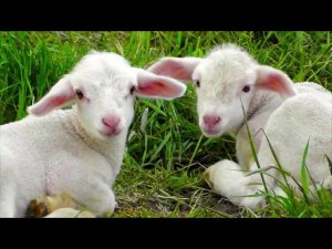 Я маленькая овечка