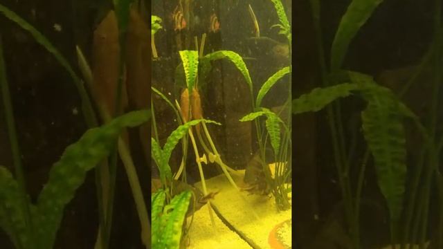 Совместимость астронотусов и барбусов смотреть онлайн