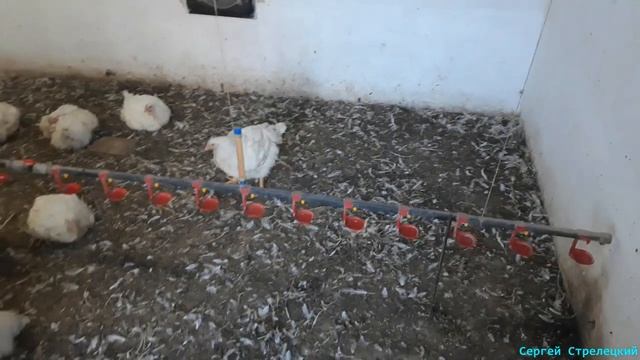 Нюансы перед забоем бройлера!