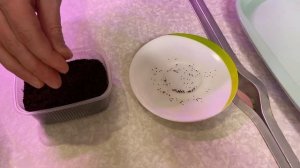 Как вырастить тимьян. Тимьян из семян. Аптекарский огород.