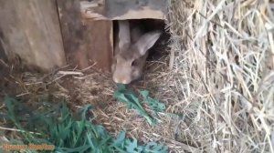 ВРЕДНАЯ трава для   КРОЛИКОВ-МОЛОЧАЙ.Почему нельзя кормить кроликов молочаем ??!!