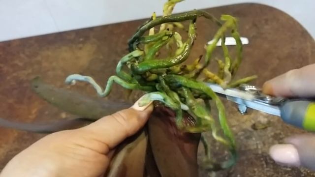 ОРХИДЕЯ из Азии Little Mary Peloric пересадка в керамзит. смотреть онлайн