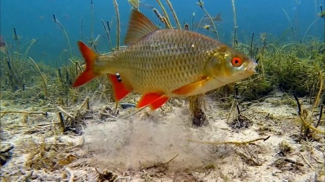 Что такое "Суводь" и почему там всегда стоит рыба? смотреть онлайн