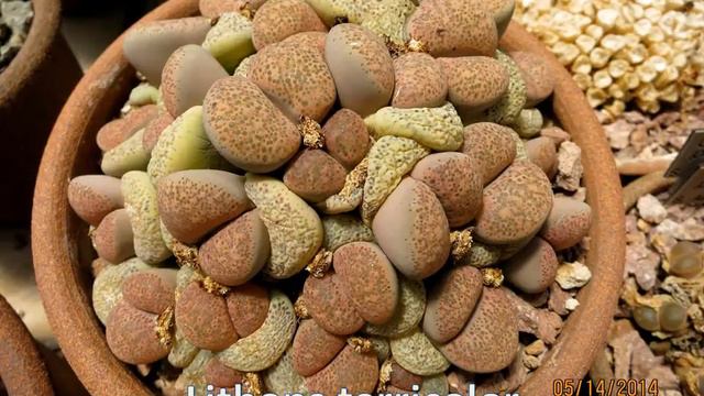 Huntington Desert Garden 2014 смотреть онлайн