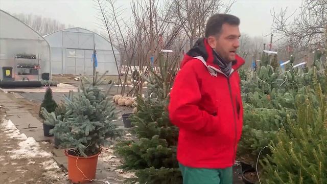 Nordmann Fenyő  Konténeres (Abies Nordmanniana)