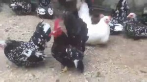 декоративные куры шабо самурайский