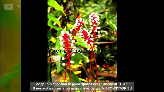 САМЫЕ НЕОБЫЧНЫЕ РАСТЕНИЕ МИРА смотреть онлайн