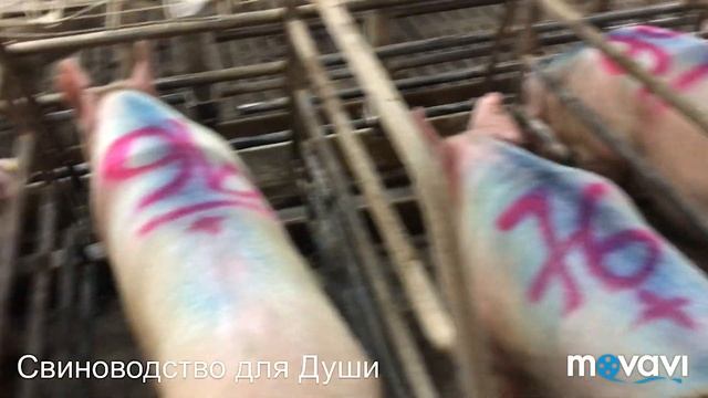 Осеменение рем-свинок!препарат для синхронизации охоты рем-свинок!300 подписчиков! смотреть онлайн